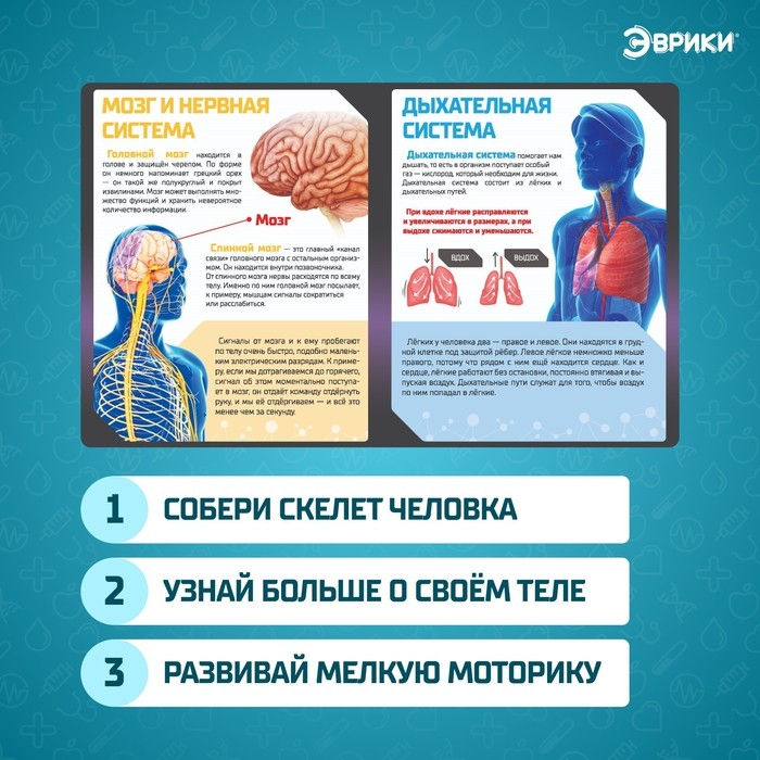 Набор для опытов &laquo;Скелет человека&raquo;