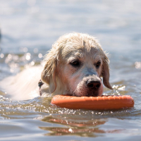 Кольцо "ДогЛайк" D-2611, 8-мигранное, большое, ⌀ 30,5 см Кольцо "ДогЛайк" D-2611, 8-мигранное, большое, ⌀ 30,5 см