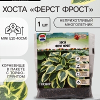 Хоста &laquo;Ферст Фрост&raquo;, корневище в пакете с торфогрунтом, р-р I, 1 шт.