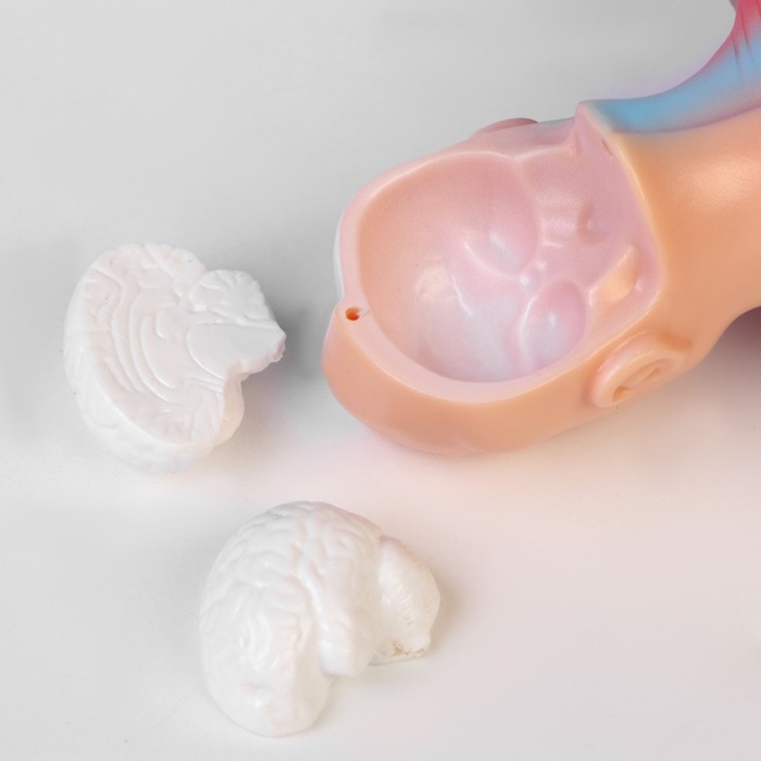 Макет "Торс человека" разборный 28*11*7см