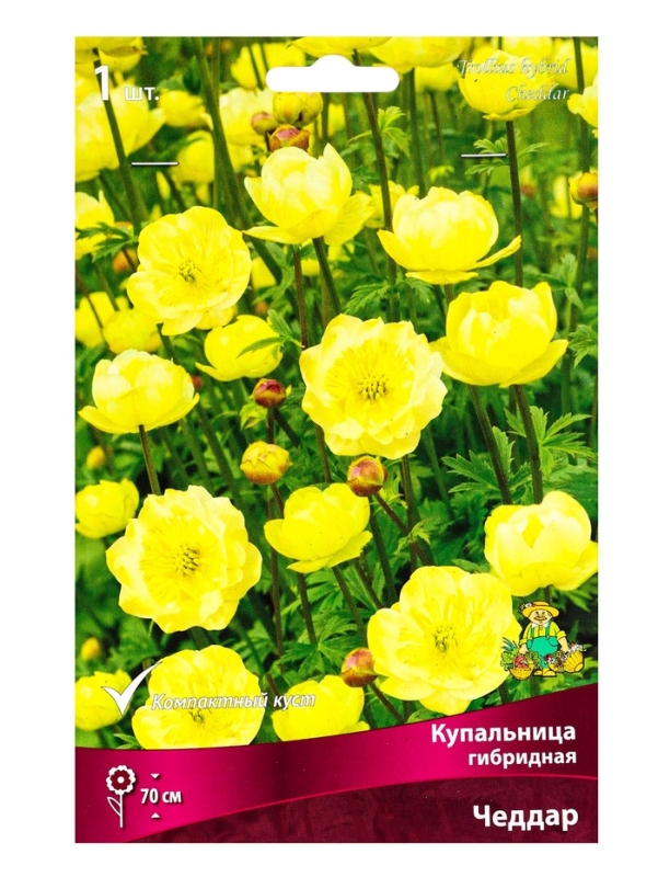 Купальница гибридная Чеддар, р-р I, 1 шт, Весна 2025 Купальница гибридная Чеддар, р-р I, 1 шт, Весна 2025