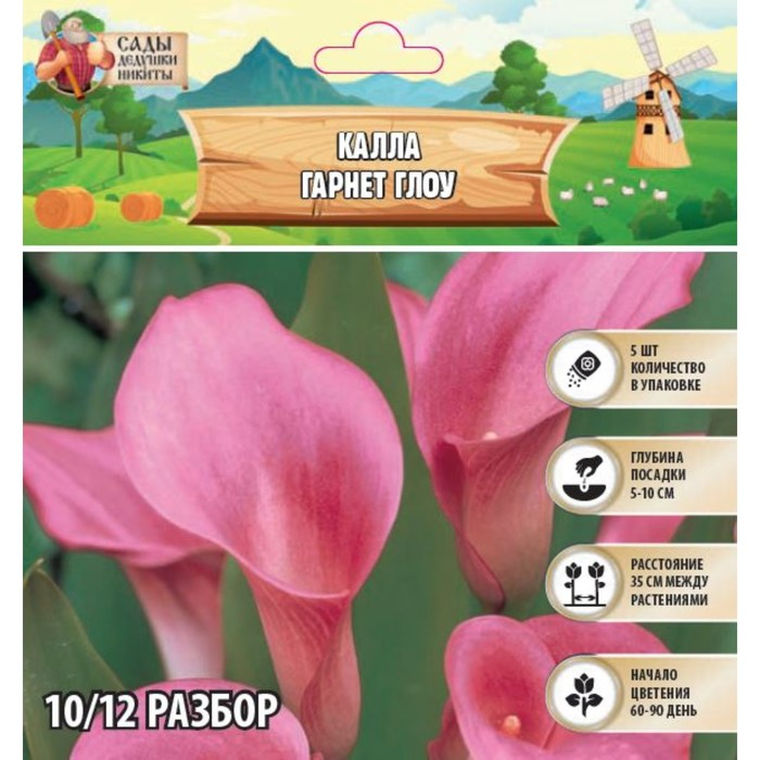 Калла Калла "Гарнет Глоу", р-р 10/12, 5 шт,