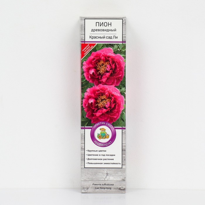 Пион древовидный (привитый на травянистый) &laquo;Красный сад Ли&raquo; 3 шт., саженец, цветущий, туба