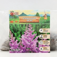 Астильба Арендса Amethyst многолетник, корневище в торфогрунте, р-р II, 2 шт.