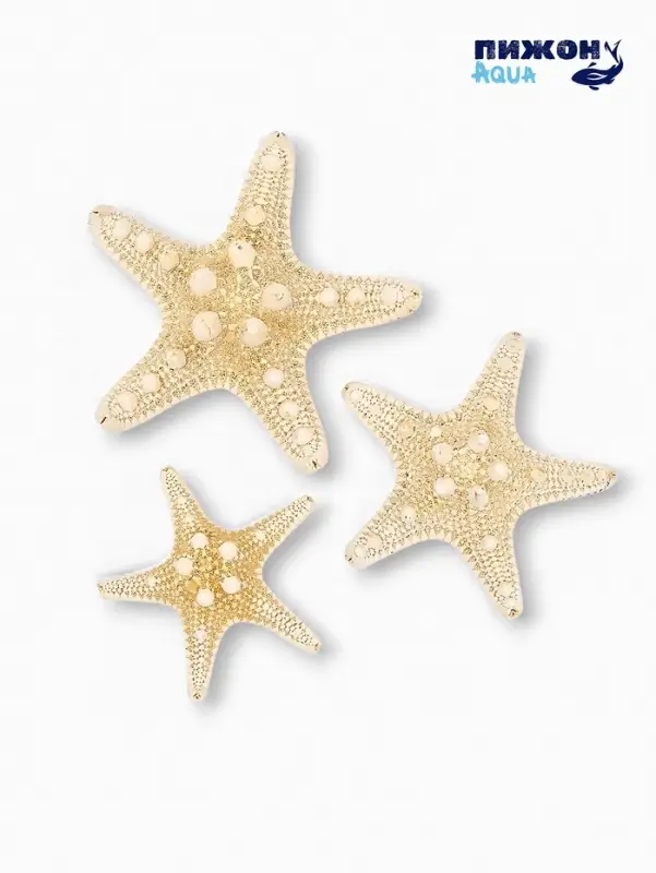 Набор из 3 морских звезд, размер 5-7 см, 7-10  см, 10-12 см, белые