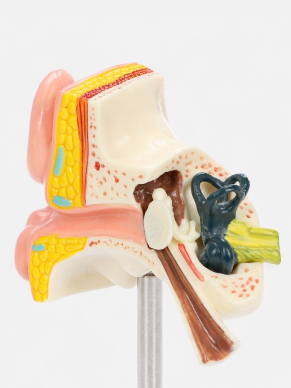 Макет "Ухо в разрезе" 9*7*4см