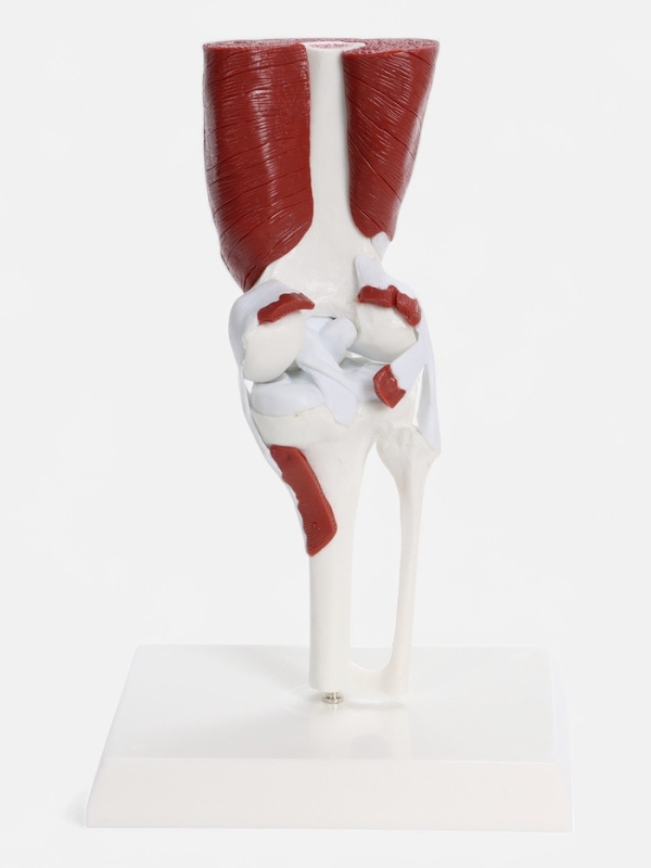 Макет "Коленный сустав с мышечной тканью и связками" 23*13см