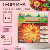 Георгина Кактусовидная BORA BORA, клубелуковица в упаковке, р-р I, 1 шт.