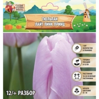 Тюльпан Лайт Пинк Принц, р-р 12/+, 5шт, Осень 2024 Тюльпан Лайт Пинк Принц, р-р 12/+, 5шт, Осень 2024