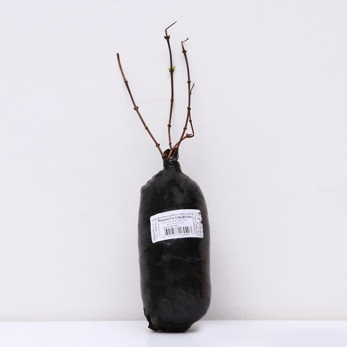 Жасмин садовый (Чубушник) "Миннесота Сноуфлэйк" 1 шт, туба, Весна 2025