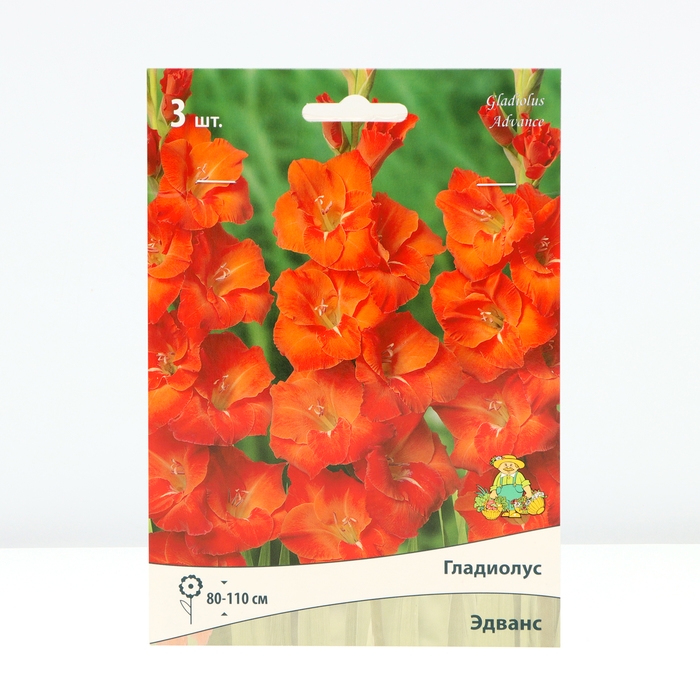 Гладиолус крупноцветковый &laquo;Эдванс&raquo;, луковица цветов в пакете с перфорацией, р-р 10/12, 3 шт.