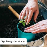 Набор для рассады: стаканы по 500 мл (8 шт.), поддон 40 &times; 20 см, цвет МИКС, Greengo