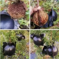 Шар для укоренения растений, d = 5,5 см, под ветку 0,5 см, чёрный, Greengo