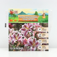 Лилия Азиатская Кашпо Trendy Santiago, луковица в пакете с перфорацией, р-р 12/14, 2 шт. Лилия Азиатская Кашпо Trendy Santiago, луковица в пакете с перфорацией, р-р 12/14, 2 шт.