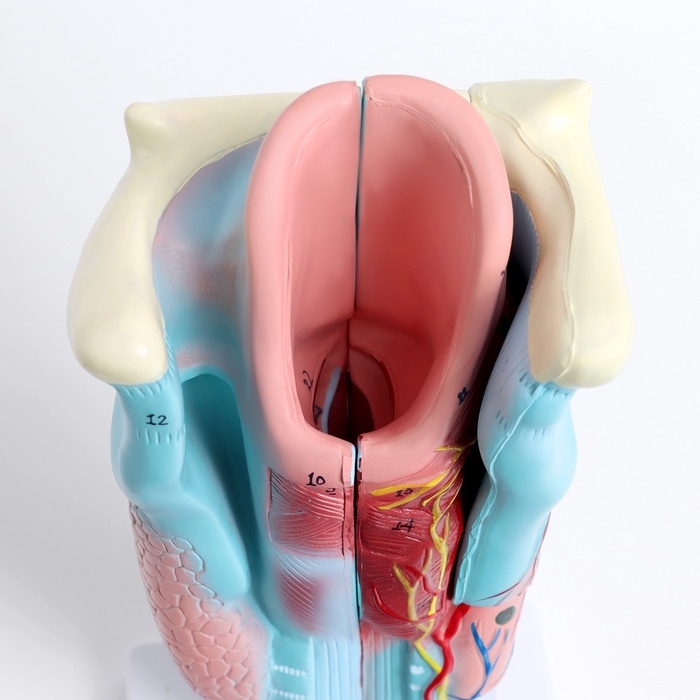 Макет Макет "Гортань человека" разборная 20см