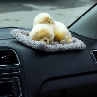 Игрушка на панель авто, собаки на подушке, бежевый окрас Игрушка на панель авто, собаки на подушке, бежевый окрас