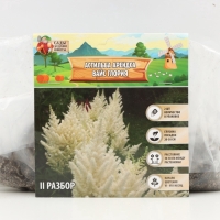 Астильба Арендса Weisse Gloria многолетник, корневище в торфогрунте, р-р II, 2 шт.