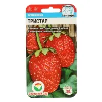 Семена Земляника ремонтантная &laquo;Тристар&raquo;, 10 шт., &laquo;Сибирский сад&raquo;