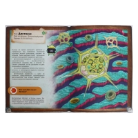 Энциклопедия 4D в дополненной реальности «Мир под микроскопом» Энциклопедия 4D в дополненной реальности «Мир под микроскопом»