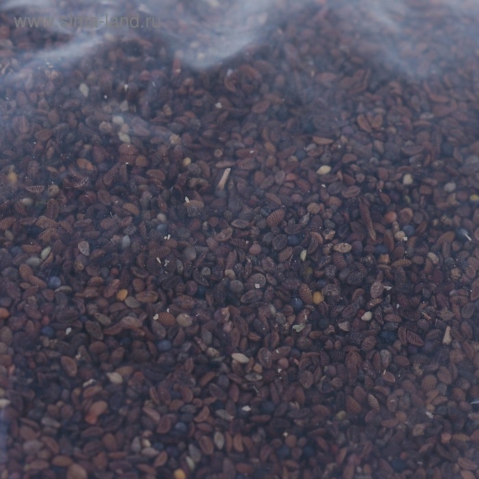 Семена Фацелия, 200 г