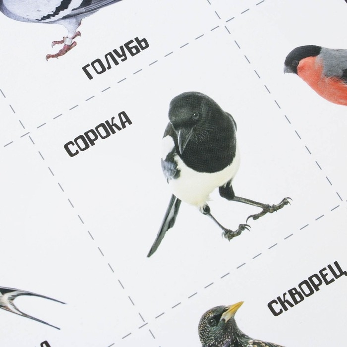 Набор обучающих плакатов &laquo;Изучаем мир&raquo;, 10 в 1, А4