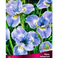 Ирис сибирский Диэ Дилайт, р-р I, 1 шт, Весна 2025