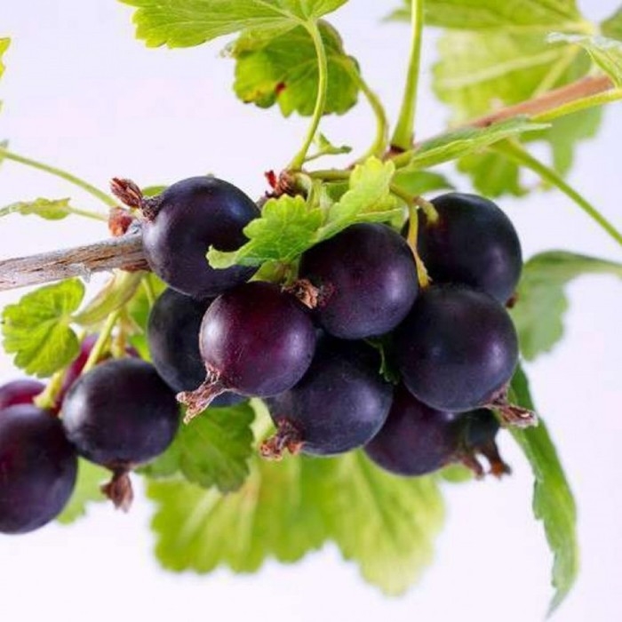 Йошта (крыжовник х смородина, йоштаберри) "Моро" 1 шт, туба, Весна 2025