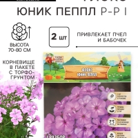 Флокс &laquo;Юник Пеппл&raquo; корневище в пакете с торфогрунтом, р-р I, 2 шт.
