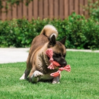 Игрушка канатная с жевательными элементами "Зубочистка", 45 см, микс цветов Игрушка канатная с жевательными элементами "Зубочистка", 45 см, микс цветов