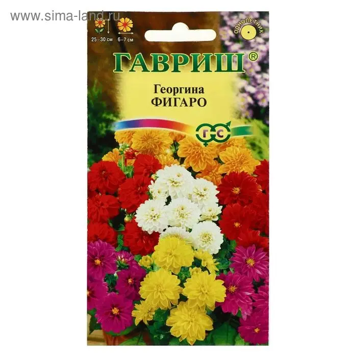 Семена цветов Георгина "Фигаро", ц/п,  7 шт