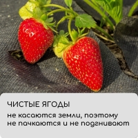 Материал мульчирующий, 10 &times; 1.6 м, плотность 60 г/м&sup2;, спанбонд с УФ-стабилизатором, четыре ряда перфорации, чёрный, Greengo