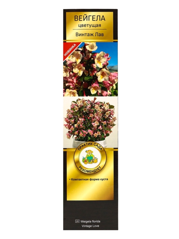 Вейгела цветущая Люкс &laquo;Винтаж Лав&raquo;, саженец, туба, 1 шт.