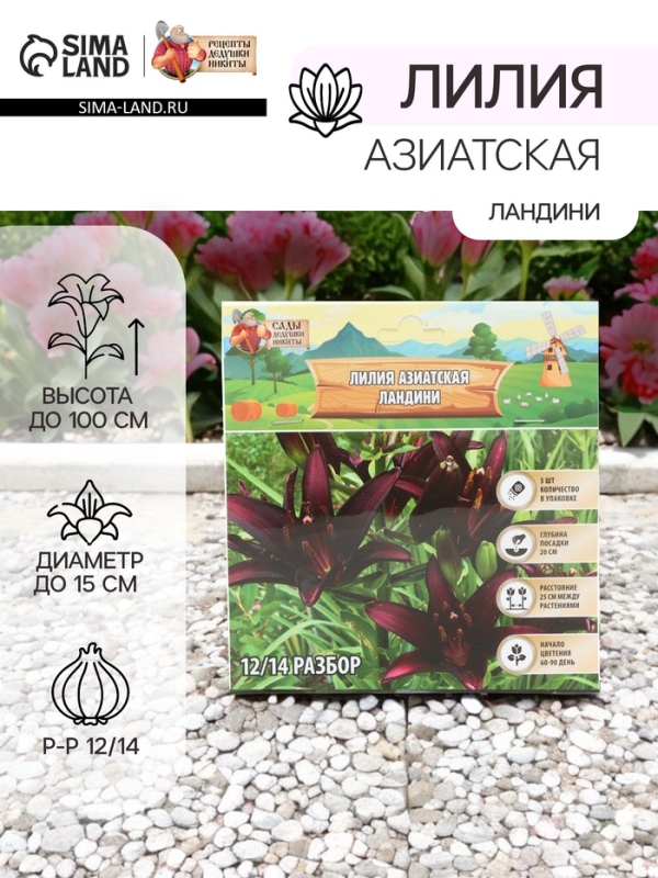 Лилия Азиатская &laquo;Ландини&raquo;, луковица в пакете с перфорацией, р-р 12/14, 3 шт.