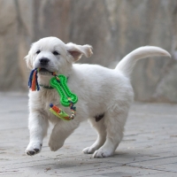 Игрушка жевательная с канатом, 11 х 5,5 см, зелёная Игрушка жевательная с канатом, 11 х 5,5 см, зелёная