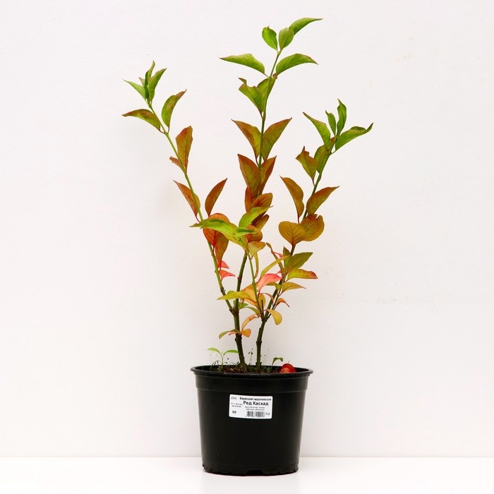 Бересклет европейский Ред Каскад , С2 горшок, Н10-50 высота, 1 шт, Лето 2024