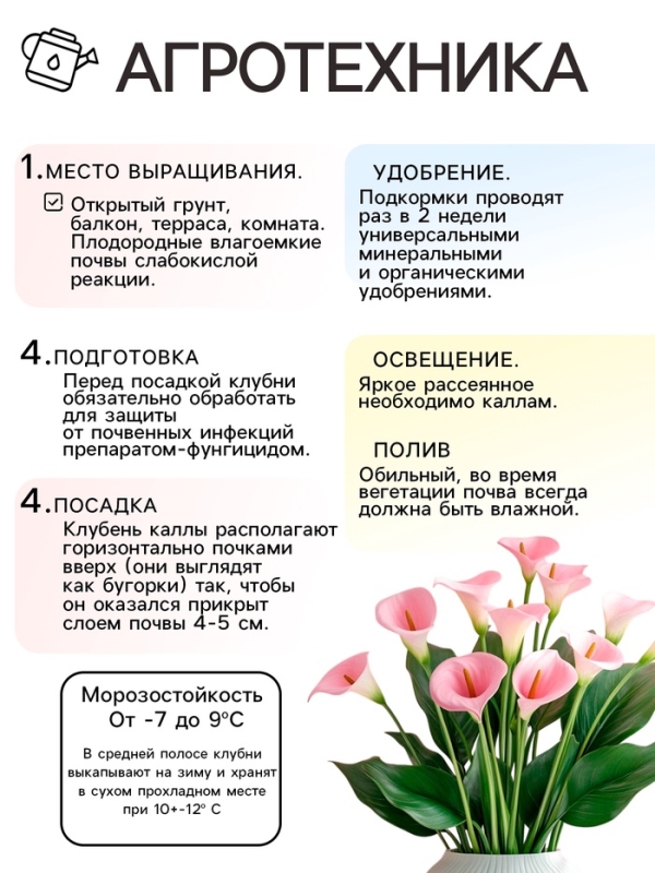 Калла «Смесь», клубнелуковица в пакете с перфорацией, р-р 10/12, 5 шт. Калла «Смесь», клубнелуковица в пакете с перфорацией, р-р 10/12, 5 шт.
