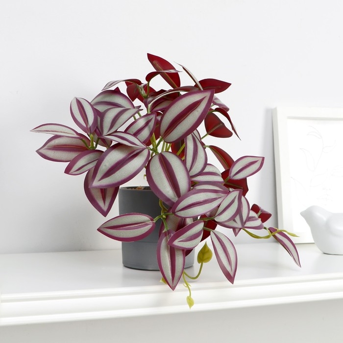 Бонсай в горшке "Традесканция галант" 7,5х17 см