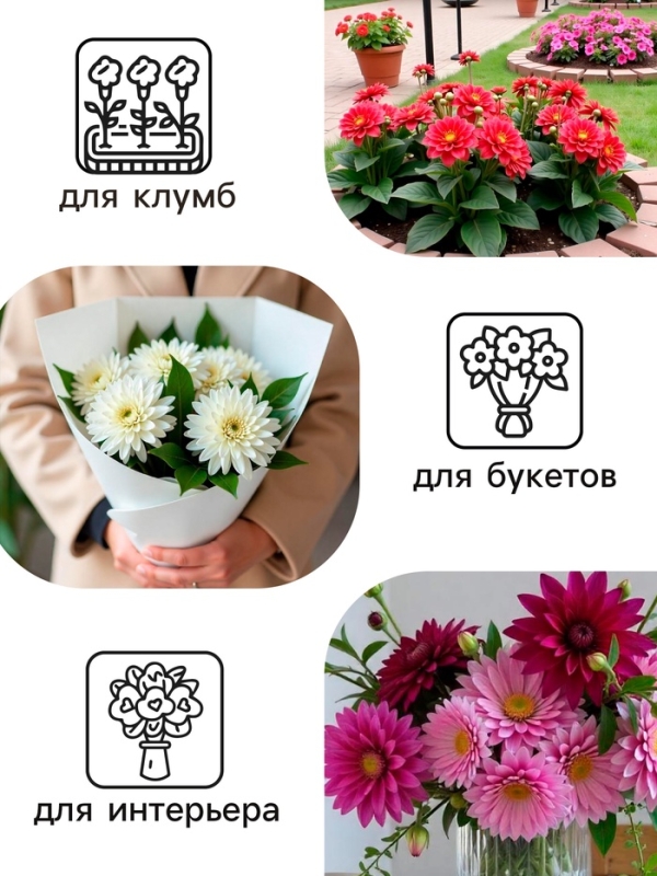 Георгина Бахромчатая SAKURA FUBUKI, клубелуковица в упаковке, р-р I, 1 шт.