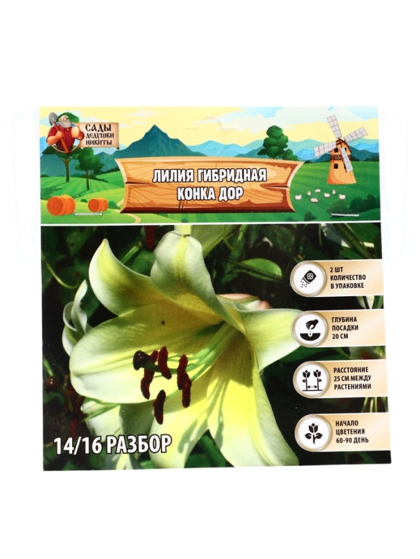 Лилия гибридная &laquo;Конка Дор&raquo;, луковица в пакете с перфорацией, р-р 14/16, 2 шт.