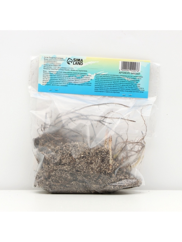 Флокс метельчтый Miss pepper корневище в пакете с торфогрунтом, р-р II, 2 шт.