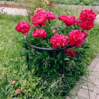 Кустодержатель, d = 80 см, h = 50 см, ножка d = 2 см, пластик, чёрный, &laquo;Смородина +&raquo;