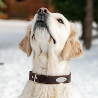 Ошейник кожаный тисненый однослойный с табличкой, 60 х 3 см, ОШ 45-57 см, коричневый Ошейник кожаный тисненый однослойный с табличкой, 60 х 3 см, ОШ 45-57 см, коричневый