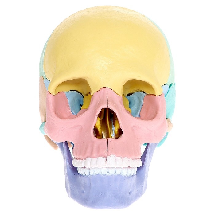 Набор для опытов &laquo;Череп человека&raquo;, анатомическая модель