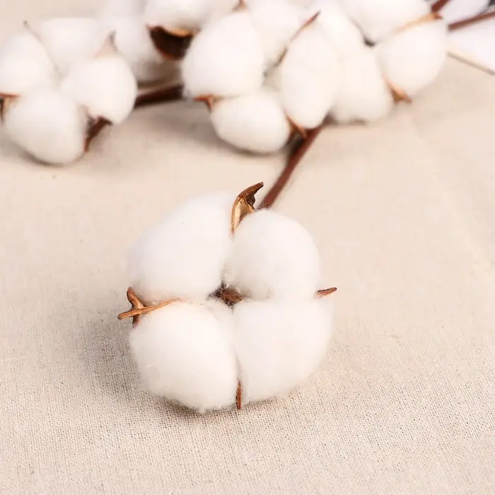 Декор сухоцвет &laquo;Хлопок&raquo;, h=30 см, d=5 см, белый