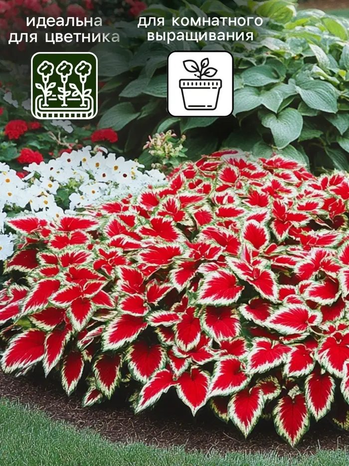 Семена цветов Колеус "Визард Скарлет", 10 шт