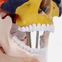 Макет "Череп с мозгом" разборный 27*19*12см