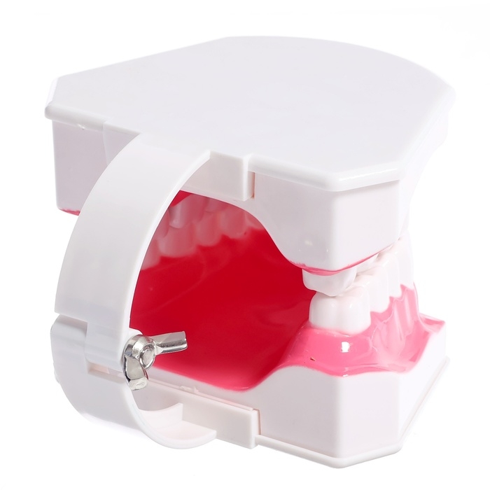 Игровой набор &laquo;Макет челюсти человека&raquo;, 12 &times; 9 см, с щёткой, щётка цвета МИКС