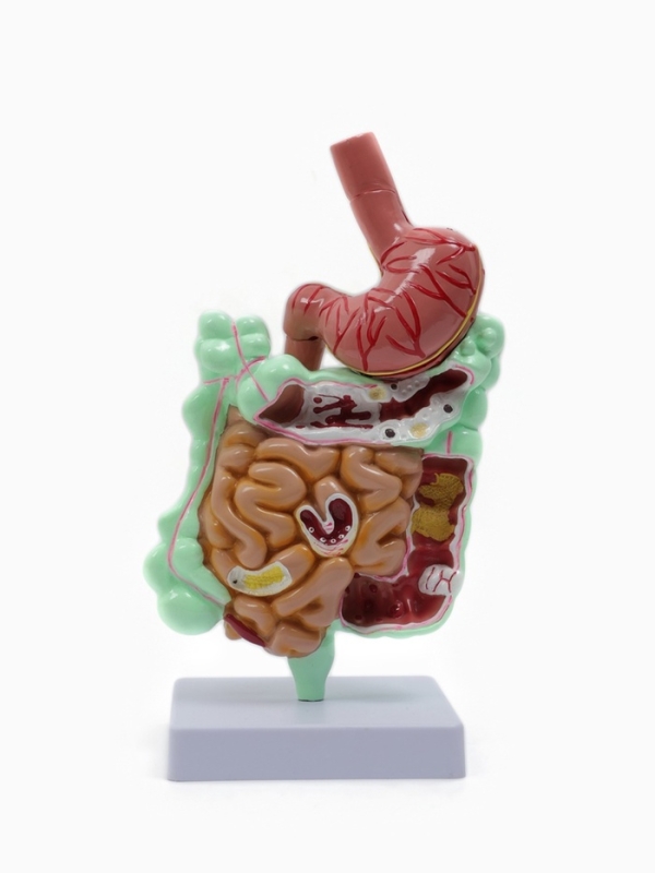 Макет "Кишечник человека" 25*14 см
