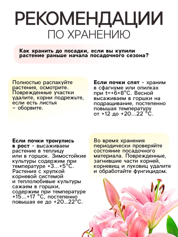 Лилия Азиатская &laquo;Навона&raquo;, луковица в пакете с перфорацией, р-р 12/14, 3 шт.