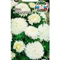 Семена Цветов Астра "Антарктида "0.2 г